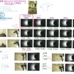 オクタゴンアンブレラソフトボックス(120cm)_ディフューザーなしの研究（2020.08.28）